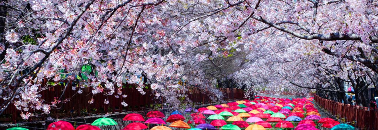 ¿Qué es el ‘Gunhangje’? El festival de las flores de cerezo | KpopLat