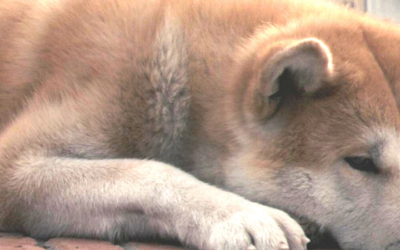 prohiben perros en corea del norte