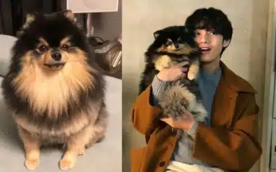 #3YEARSWITHYEONTAN ARMY celebra el cumpleaños de Yeontan, la mascota de V