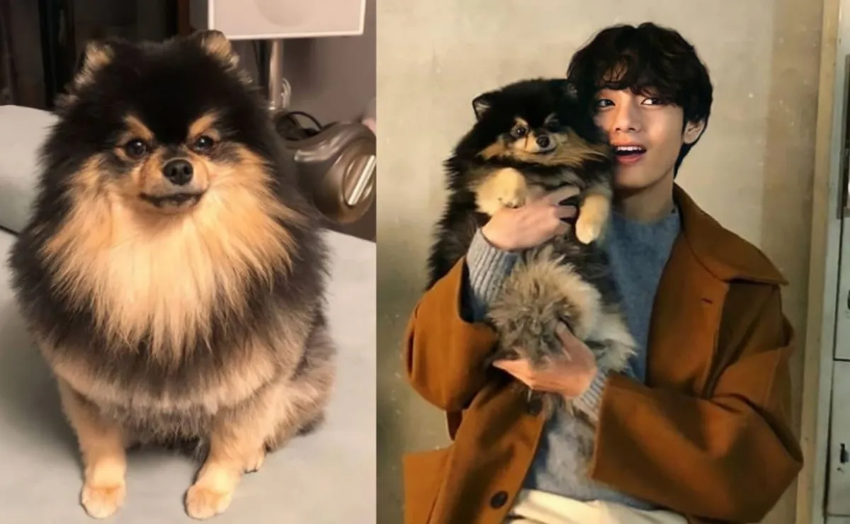 #3YEARSWITHYEONTAN ARMY Celebra El Cumpleaños De Yeontan, La Mascota De ...