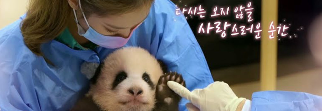 BLACKPINK es víctima de críticas en china por supuestamente “poner en peligro” de a un panda bebé 