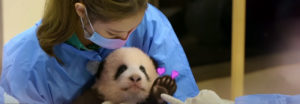 Blackpink bajo supuesta investigación en china, "poner en peligro" a un bebé panda