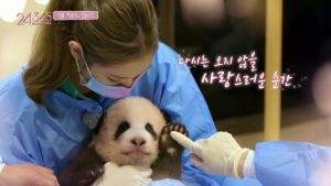 Blackpink está sob investigação na China por "colocar em perigo" um bebê panda