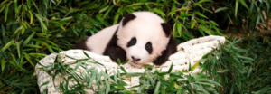 Nace el primer panda en Corea del Sur