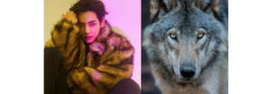 Fans de V de BTS adoptan un lobo europeo para celebrar su cumpleaños