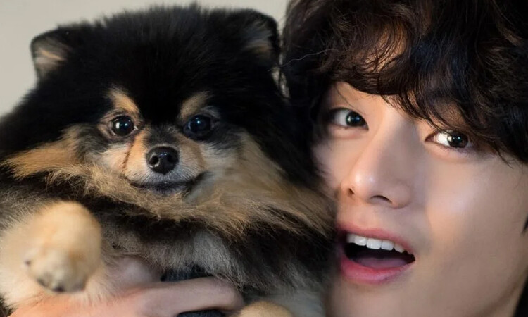 Empresa de alimentos de mascota bajo ataque por utilizar al perro de BTS V, Yeontan, sin permiso y filmarlo con fines promocionales