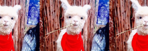 Acusan a fanbase de ARMY en Perú de adoptar una alpaca y dejarla morir