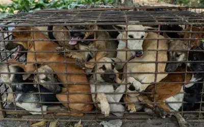 Perros enjaulados para convertirlos en carne